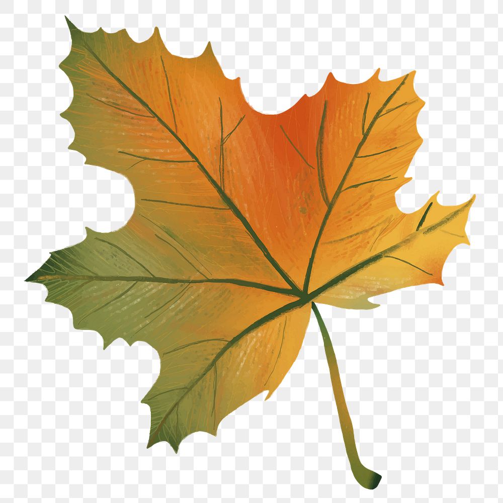 Png hand drawn maple element autumn leaf