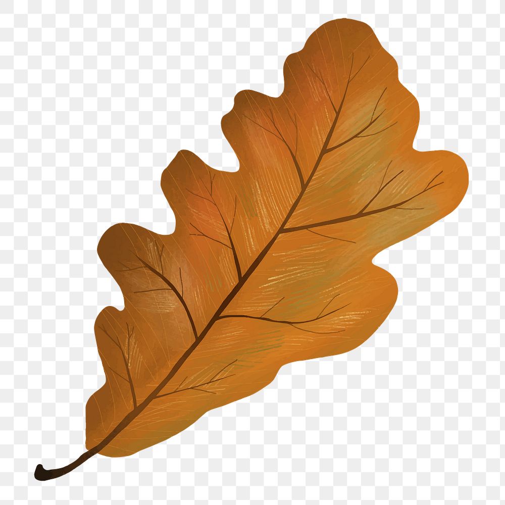 Png hand drawn oak element fall leaf