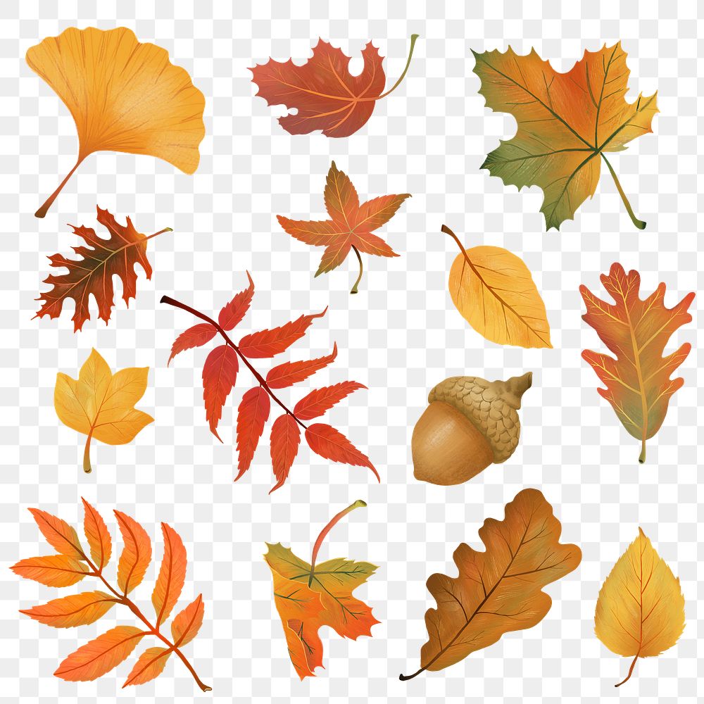 Autumn png leaf element set in hand drawn style