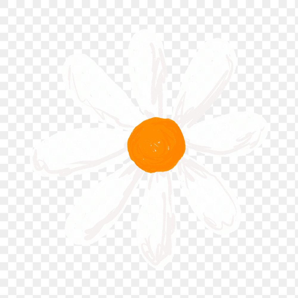 Cute daisy flower element png in transparent background hand drawn style