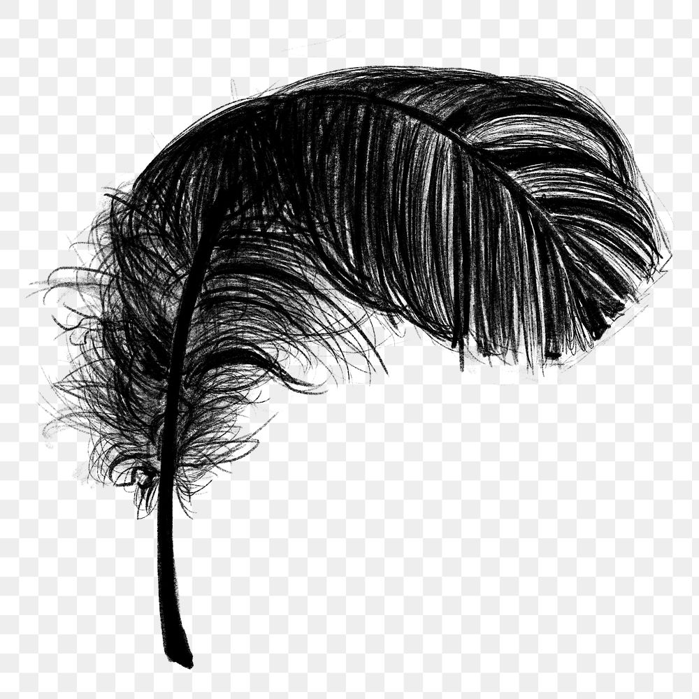 Png black feather design element