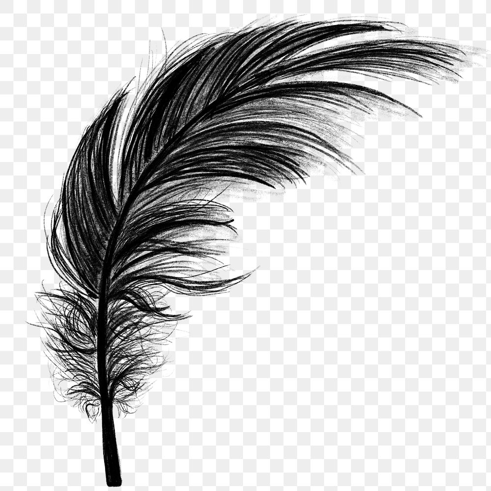 Png black feather design element