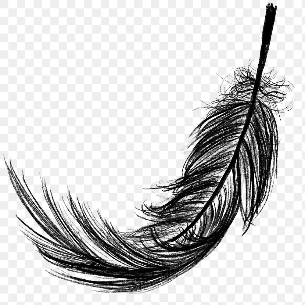 Png black feather design element