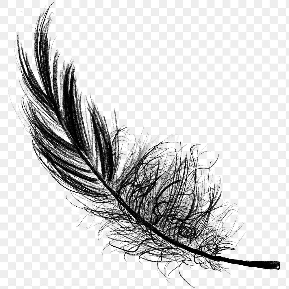 Png black feather design element