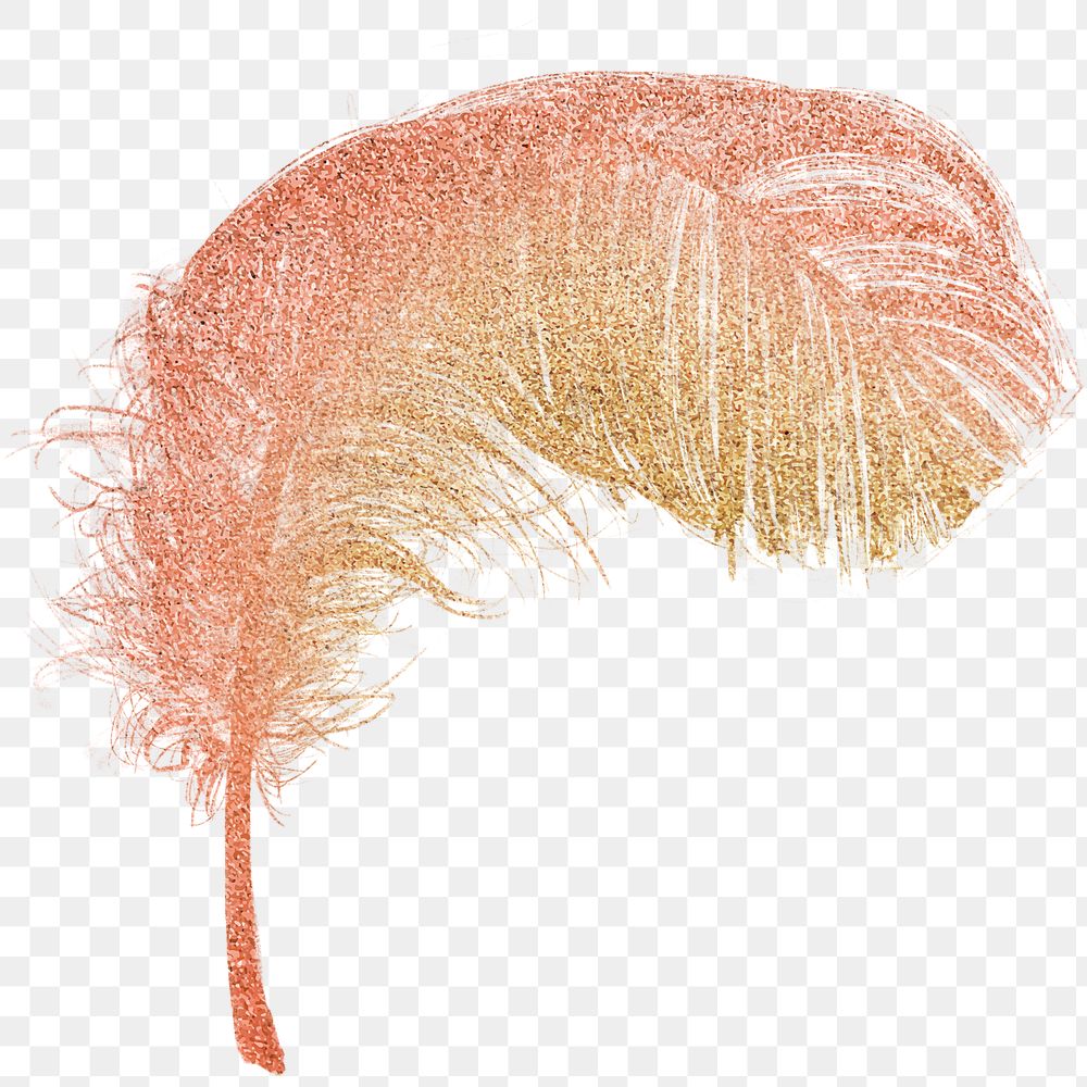 Png orange feather design element