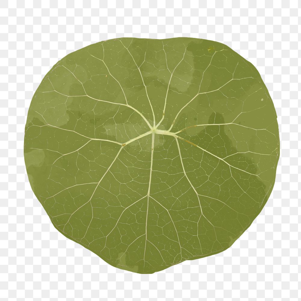Png plant leaf design element Stephania suberosa