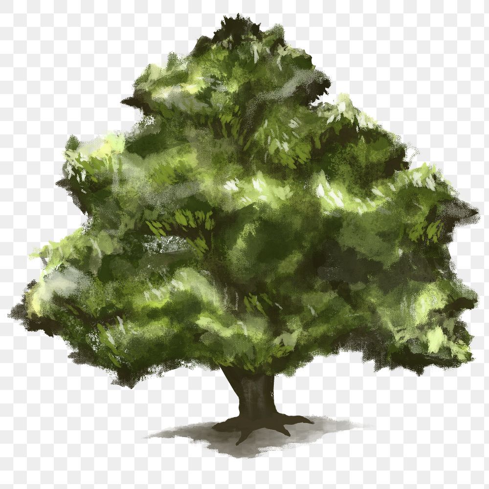 Png tree design element Oak tree
