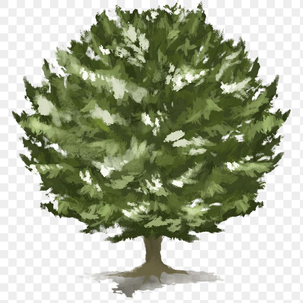 Png tree design element Yew tree