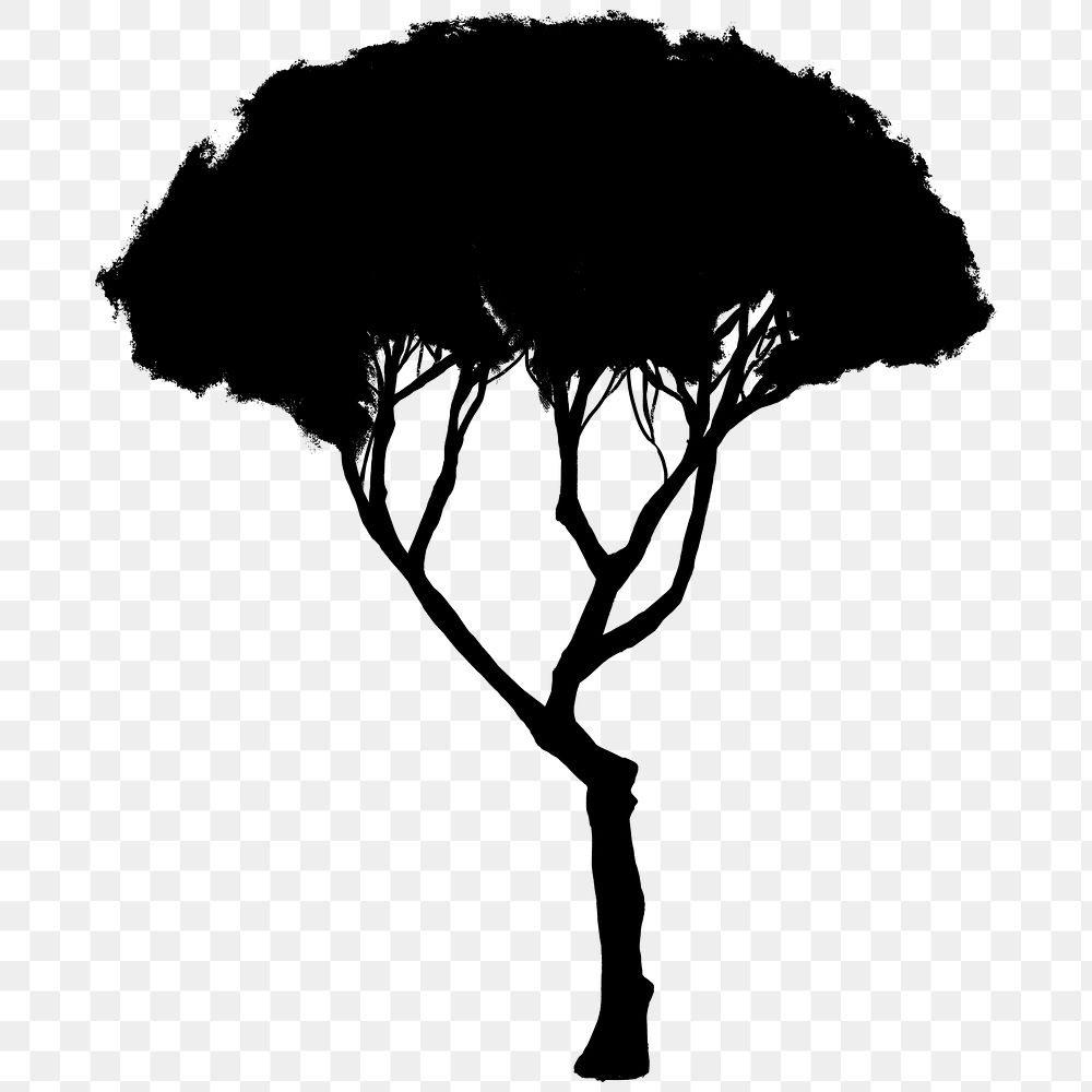 Png black tree design element Pinus Pinea