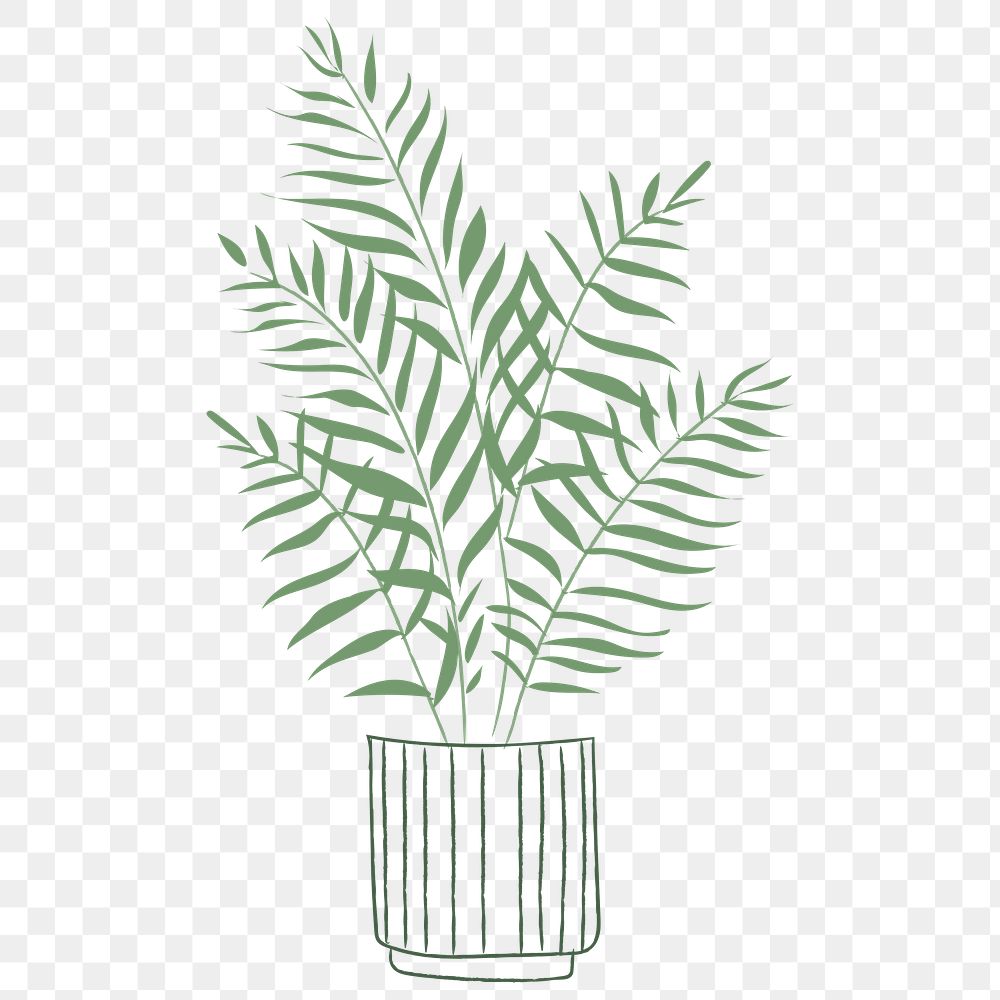 Potted plant png houseplant golden cane palm