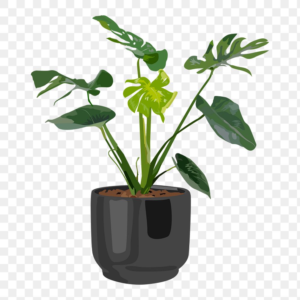 Monstera plant PNG clipart on transparent background