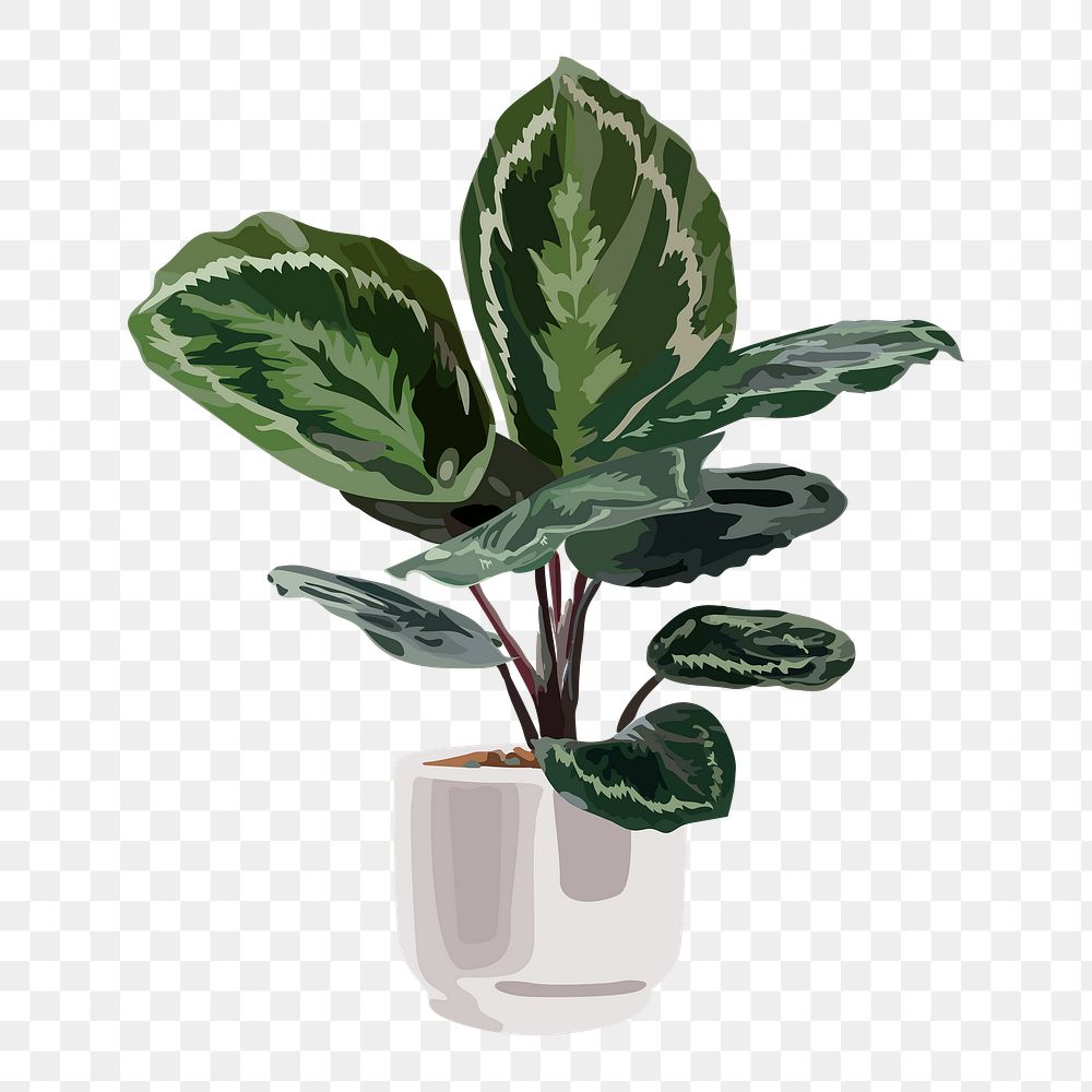 Potted plant PNG sticker,  Medallion Calathea