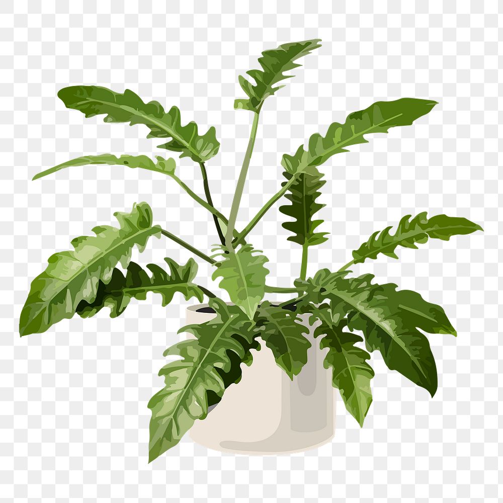 Houseplant PNG sticker, Philodendron xanadu