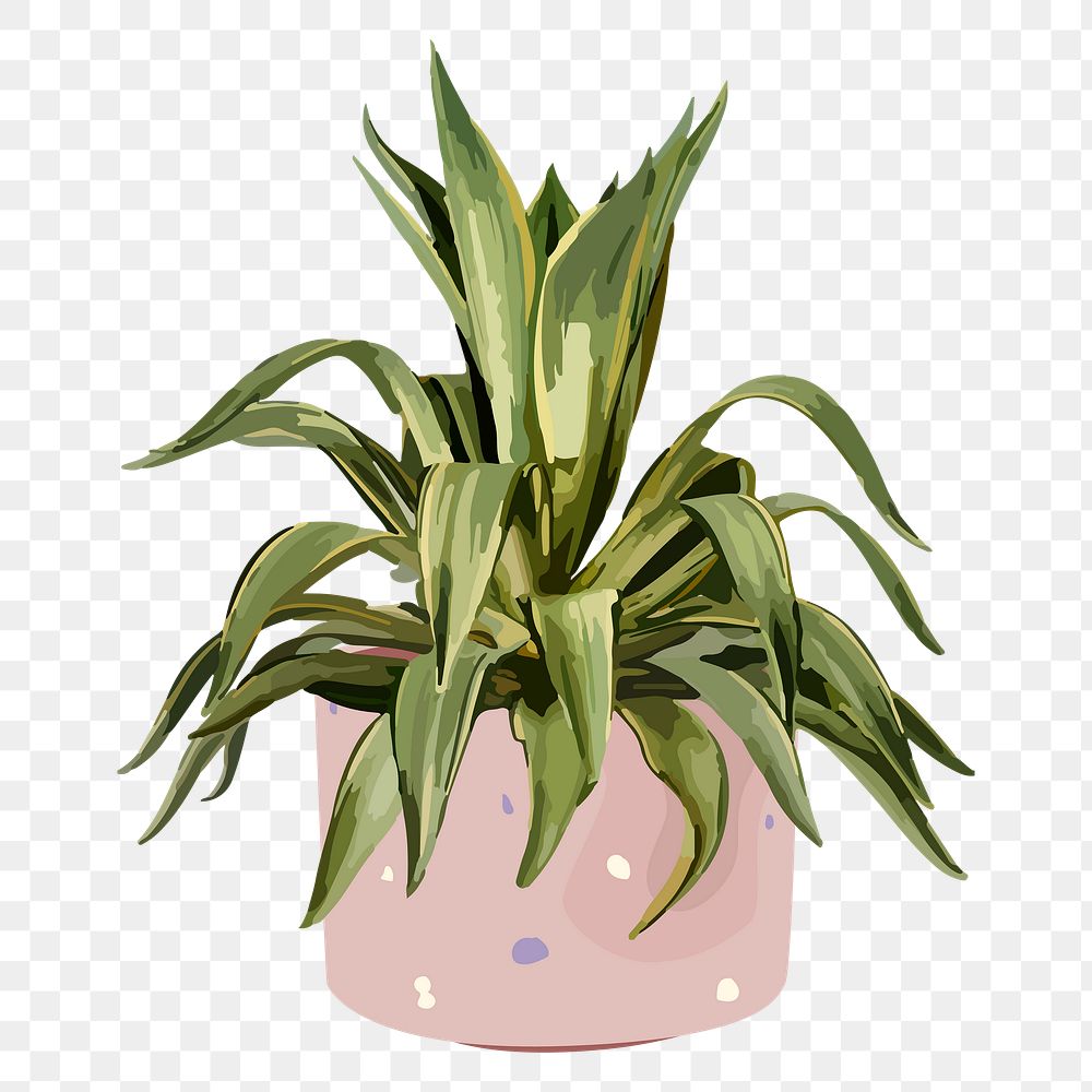 Houseplant PNG sticker, indoor Agave
