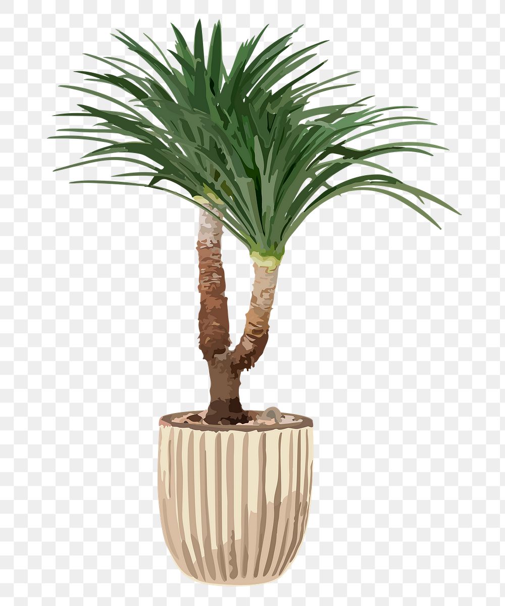 Tree PNG sticker, agave tree