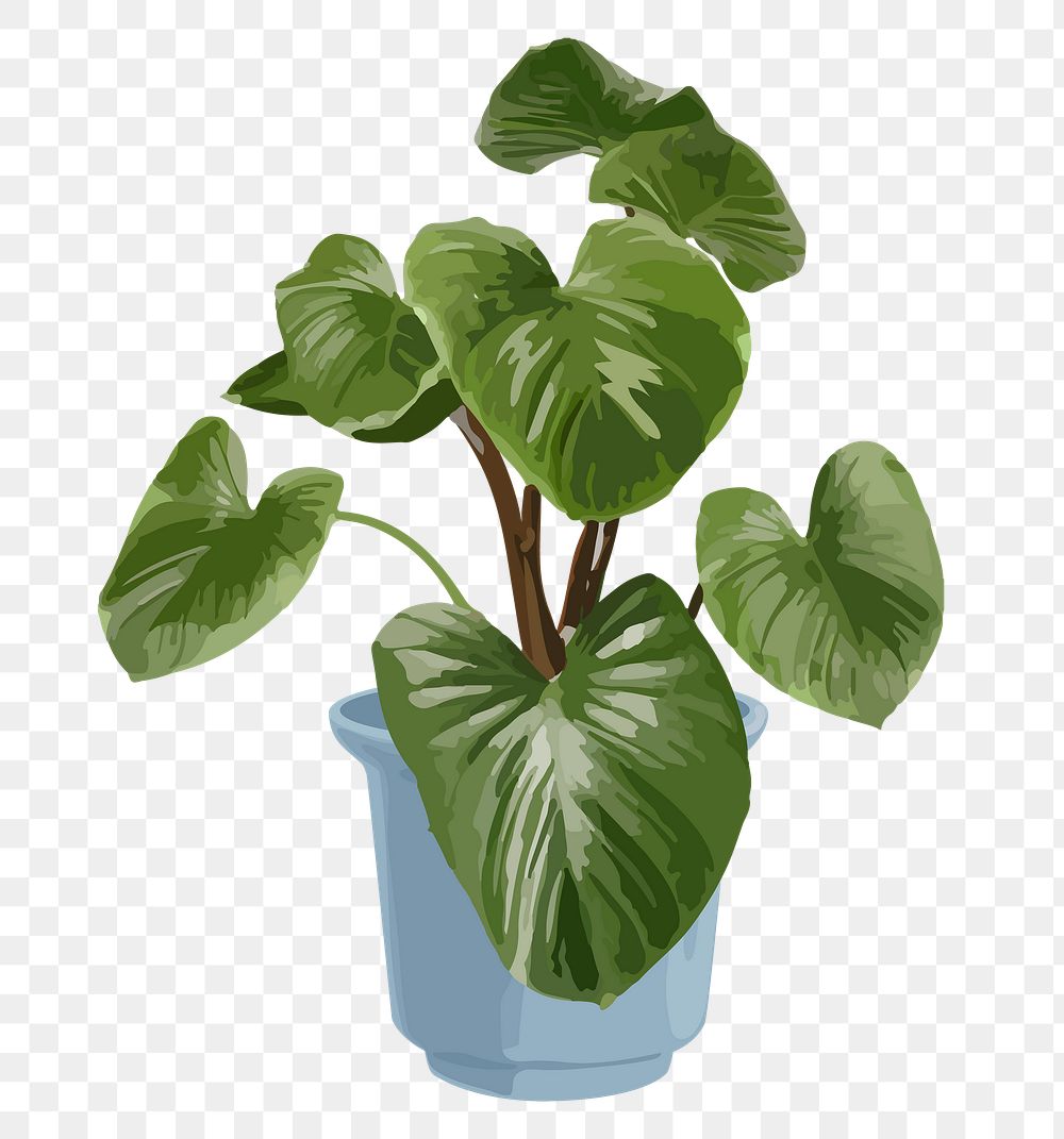 Potted plant PNG sticker, Philodendron melanoneuron
