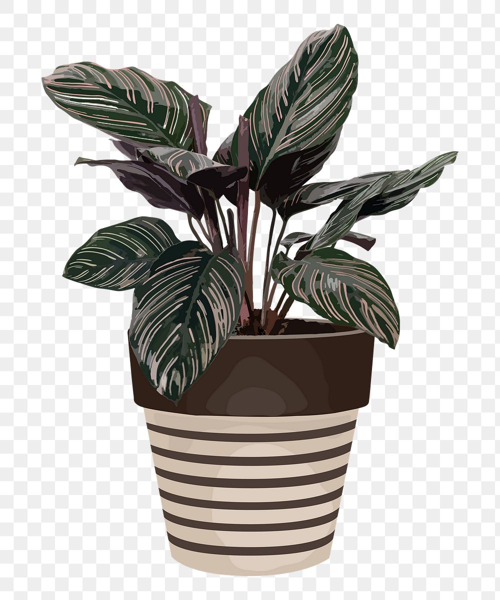 Potted plant PNG sticker, Calathea white star