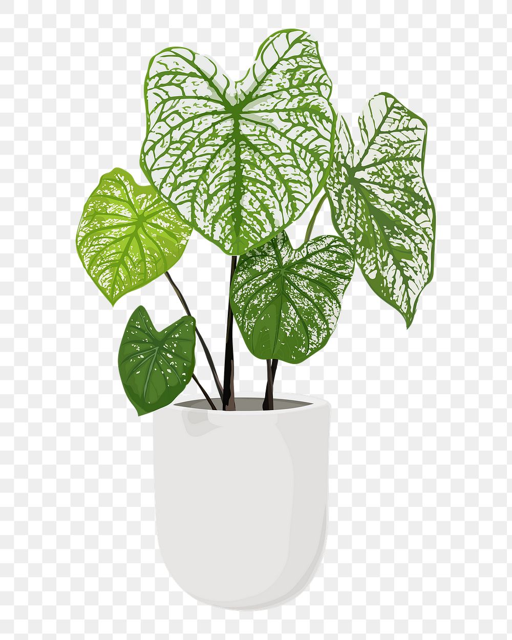 Plant PNG sticker, Alocasia polly