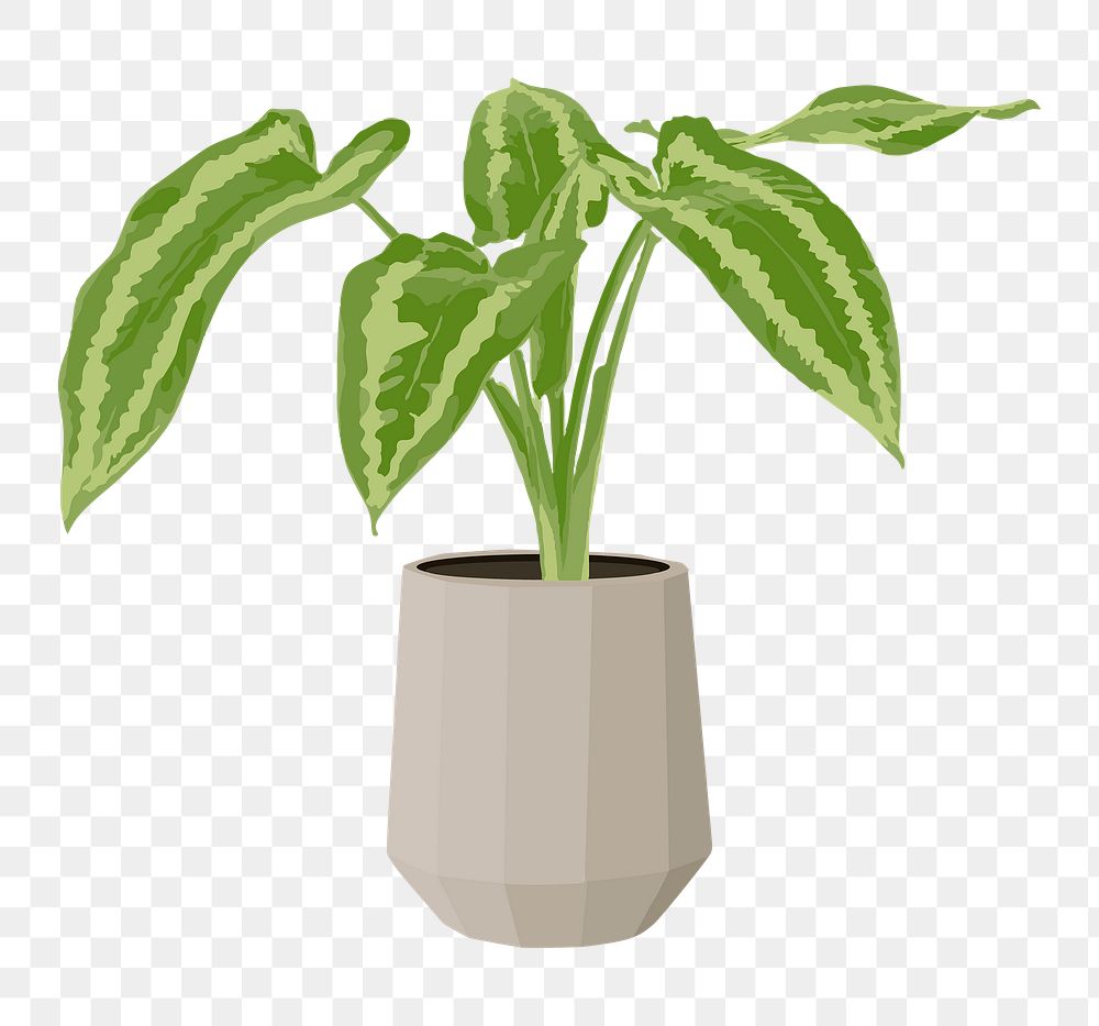 Potted plant PNG sticker, Alocasia