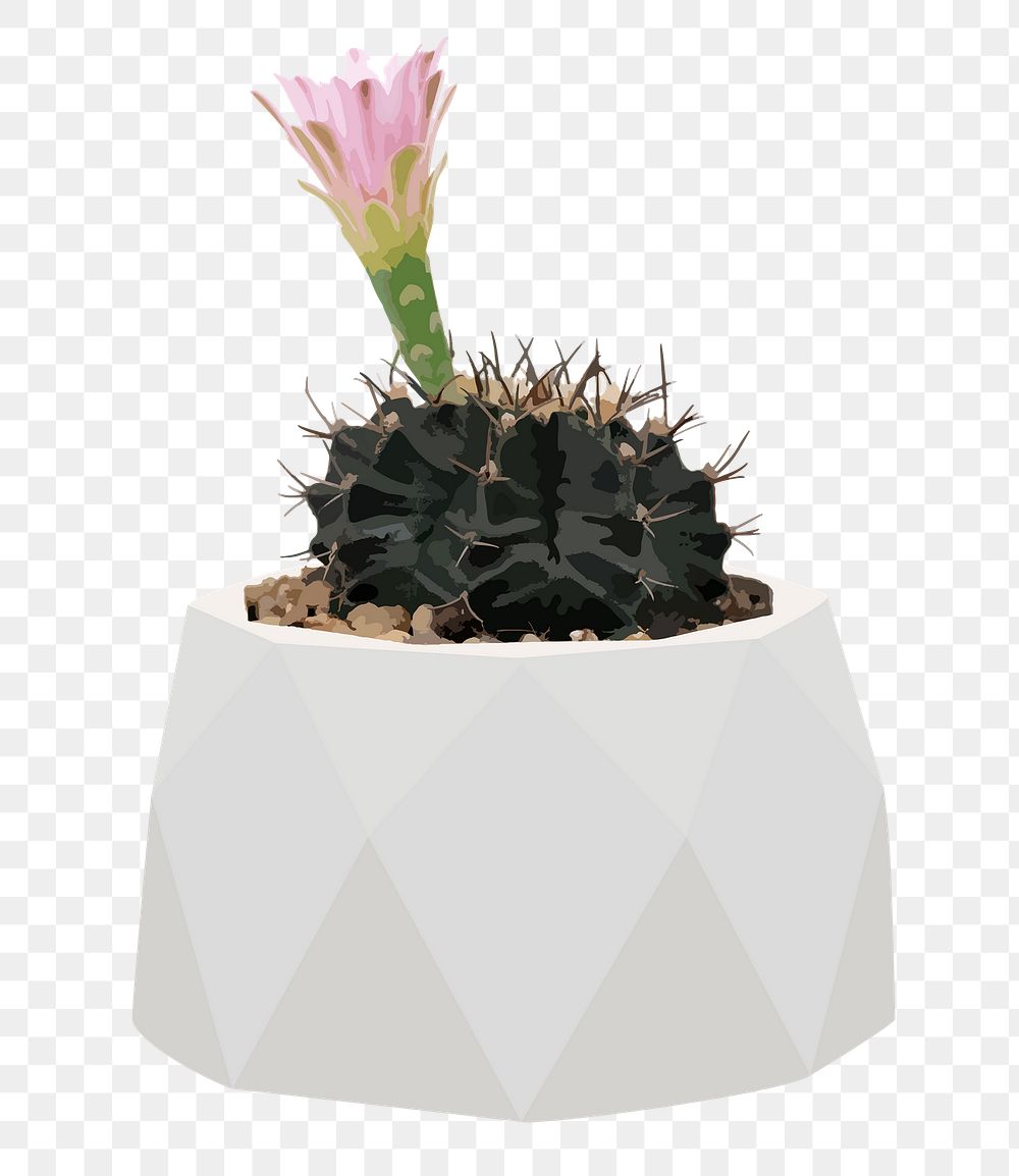 Potted plant PNG  sticker, indoor Hedgehog cactus