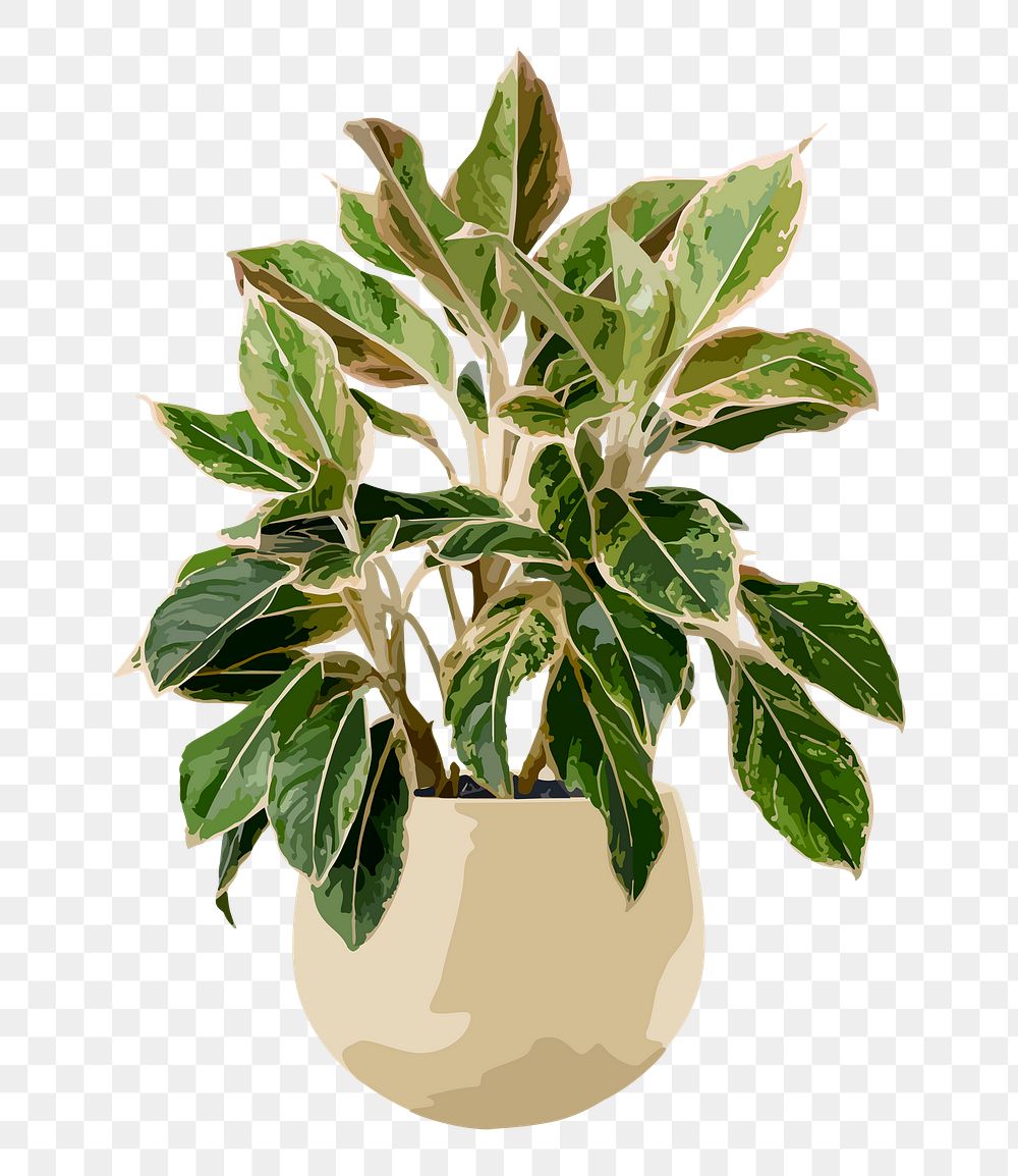 Houseplant PNG sticker, Chinese evergreen