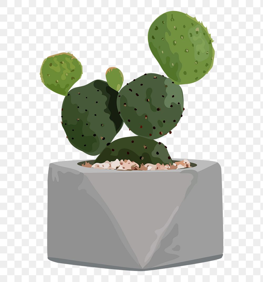 Cactus plant PNG sticker transparent background