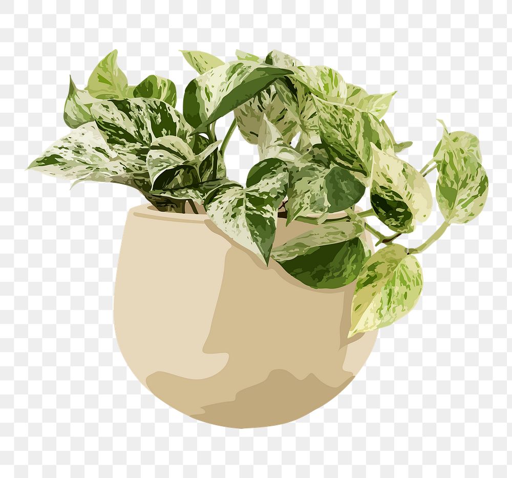 Plant PNG sticker, marble queen pothos