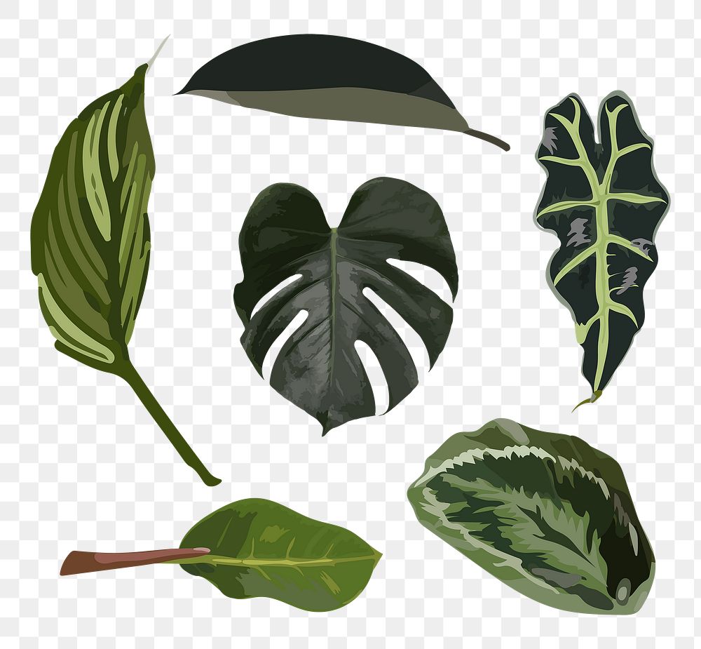 Leaf PNG clipart image set with transparent background