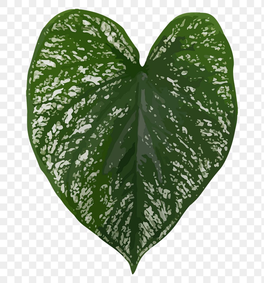 Leaf PNG clipart, tropical Anthurium leaf image