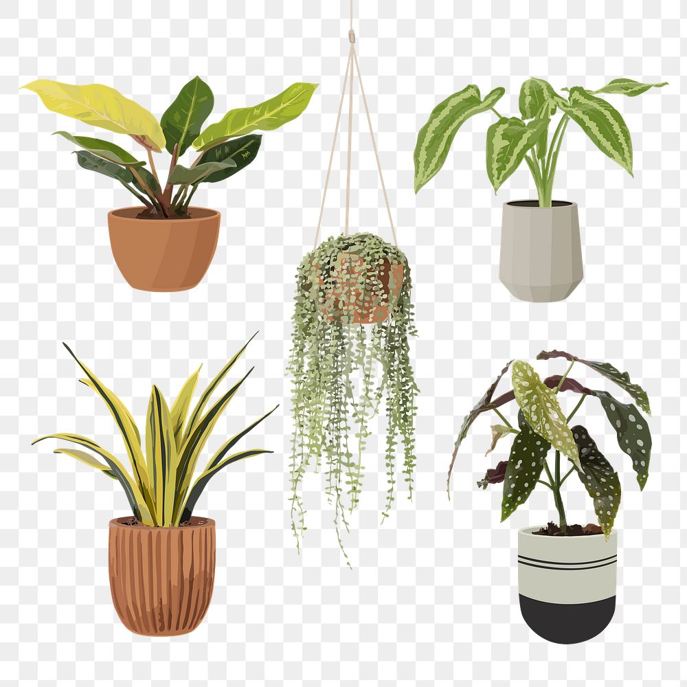 Plant PNG clip art set, home decoration