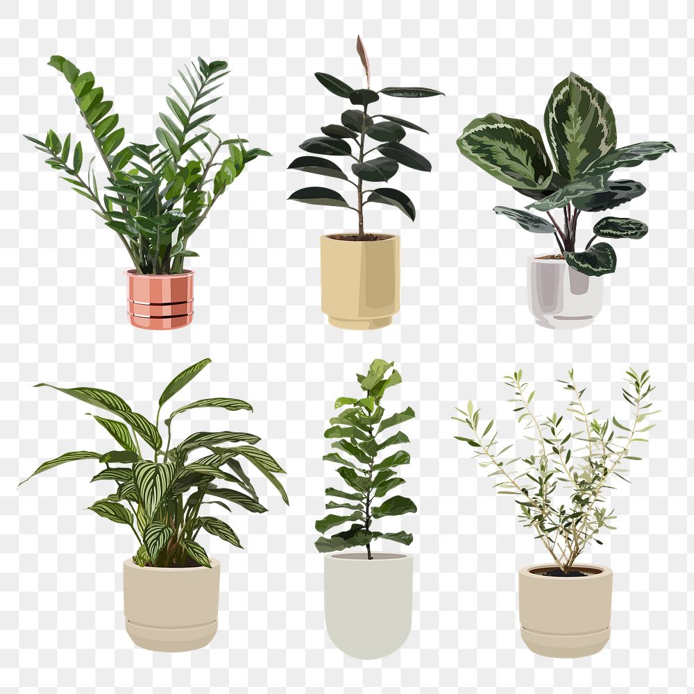 Plant PNG clip art set, home decoration