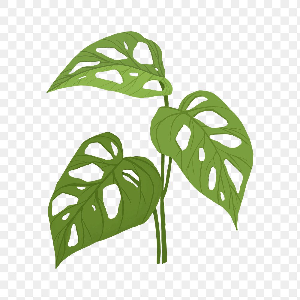 PNG monstera swiss cheese leaf sticker botanical illustration