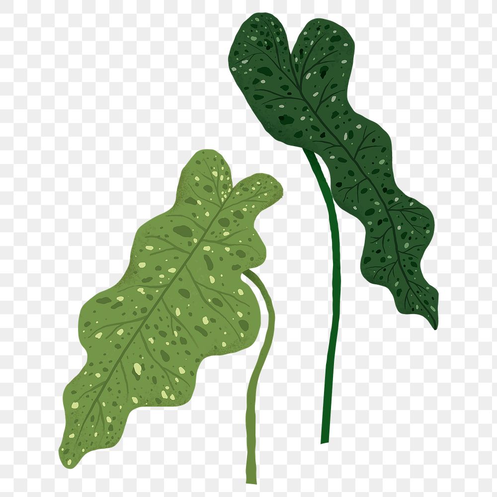 PNG philodendron leaf sticker plant botanical illustration