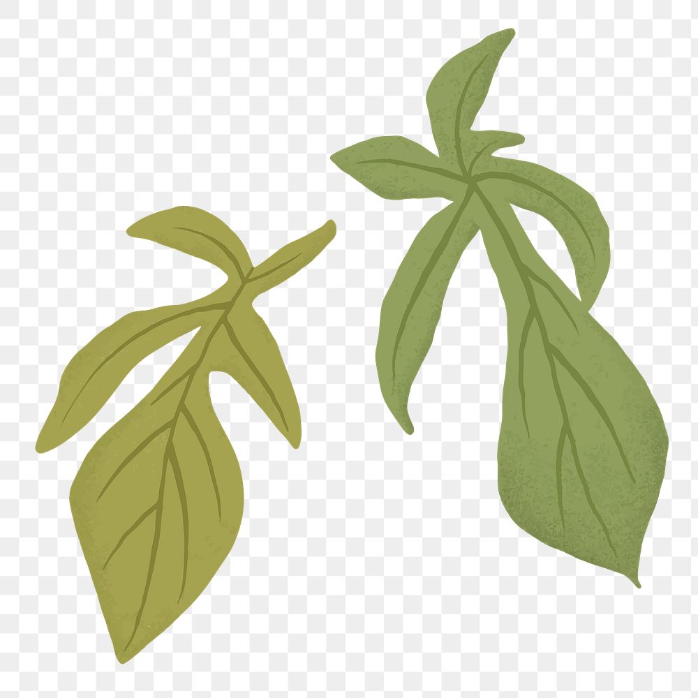 Leaf PNG sticker plant botanical illustration