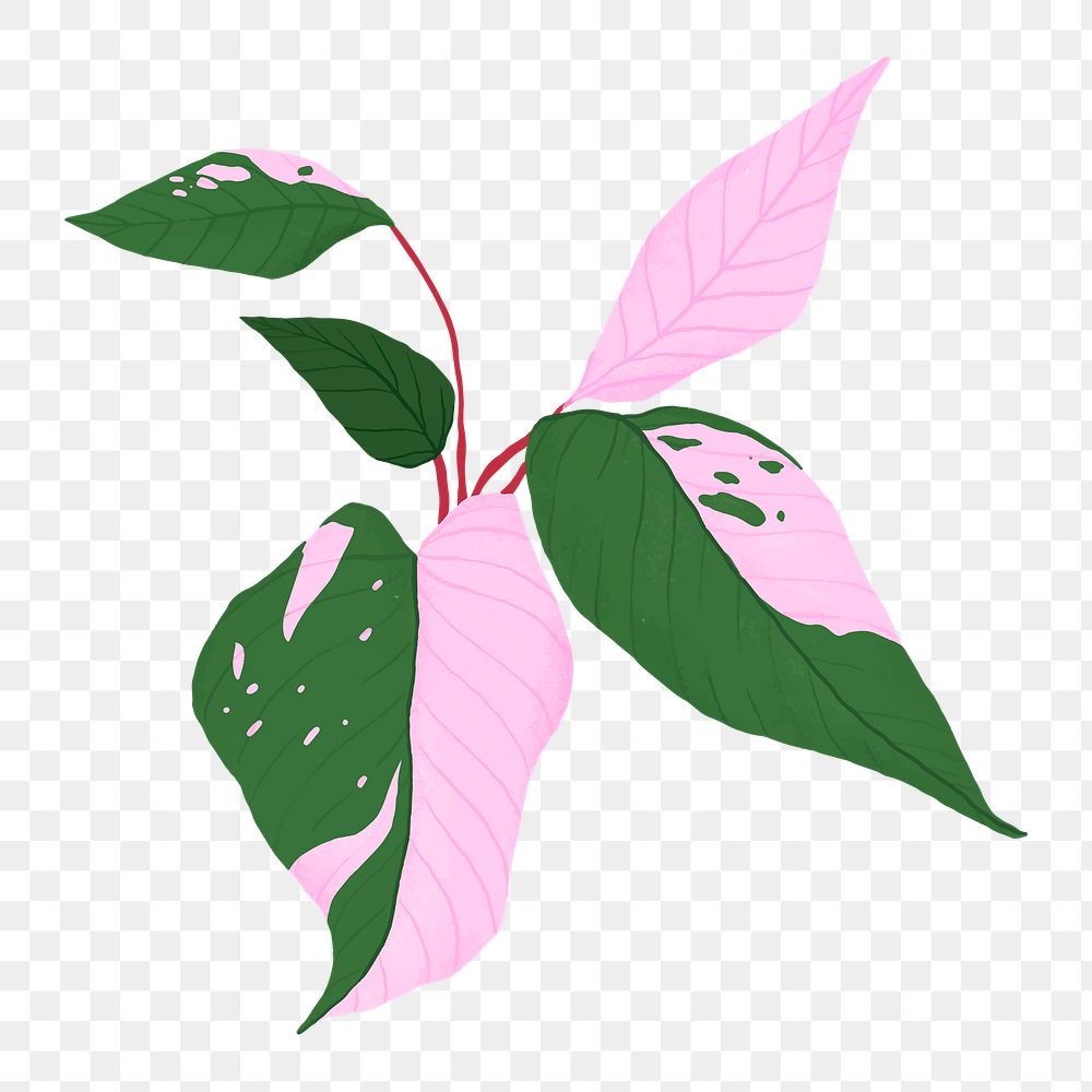 Leaf PNG sticker pink princess philodendron botanical illustration