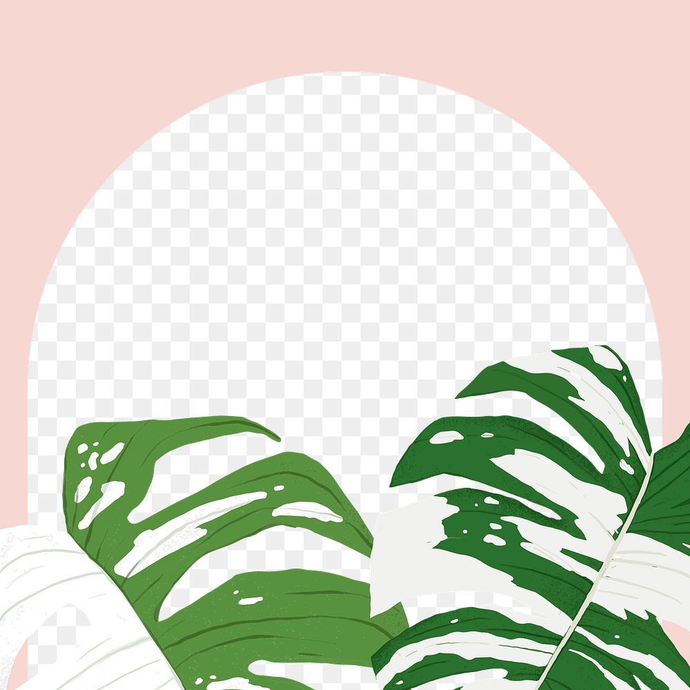 PNG frame monstera  tropical leaf botanical illustration