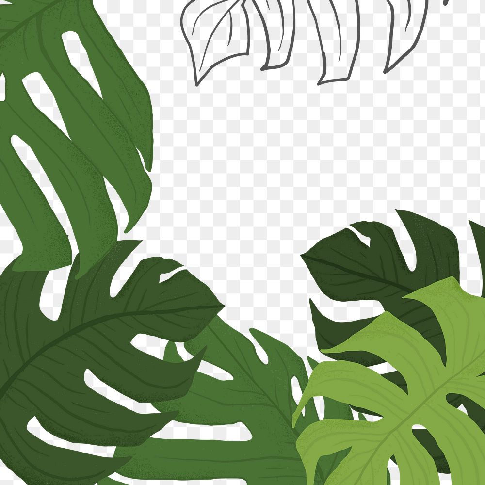 PNG monstera plant frame sticker botanical illustration