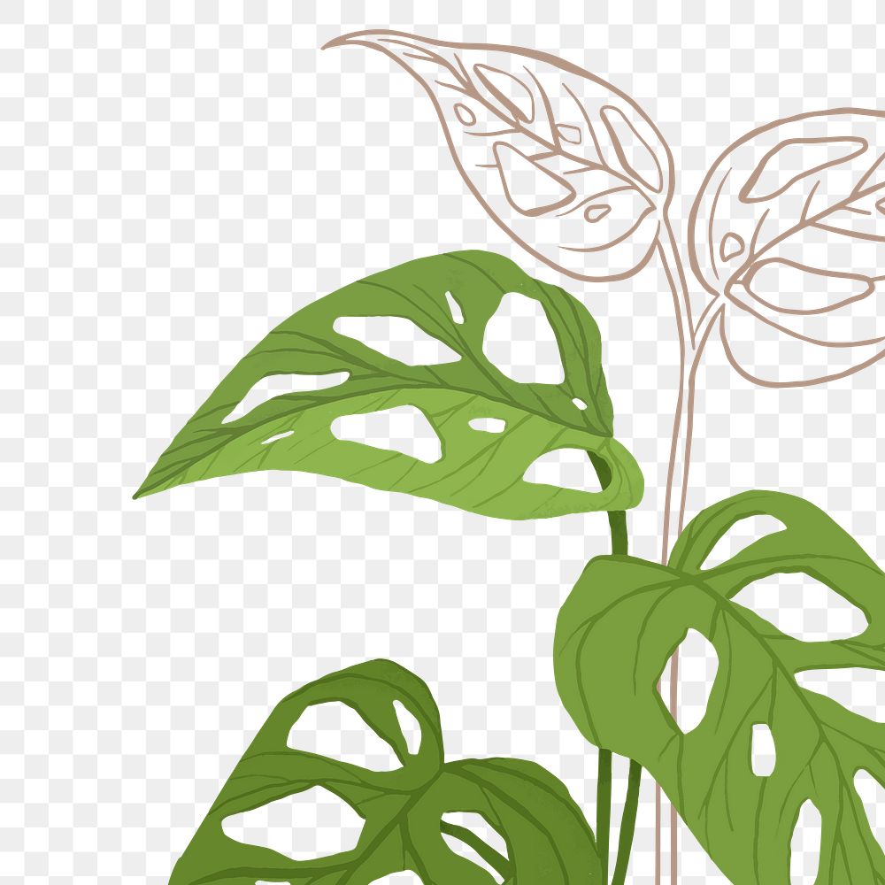 PNG monstera plant sticker illustration