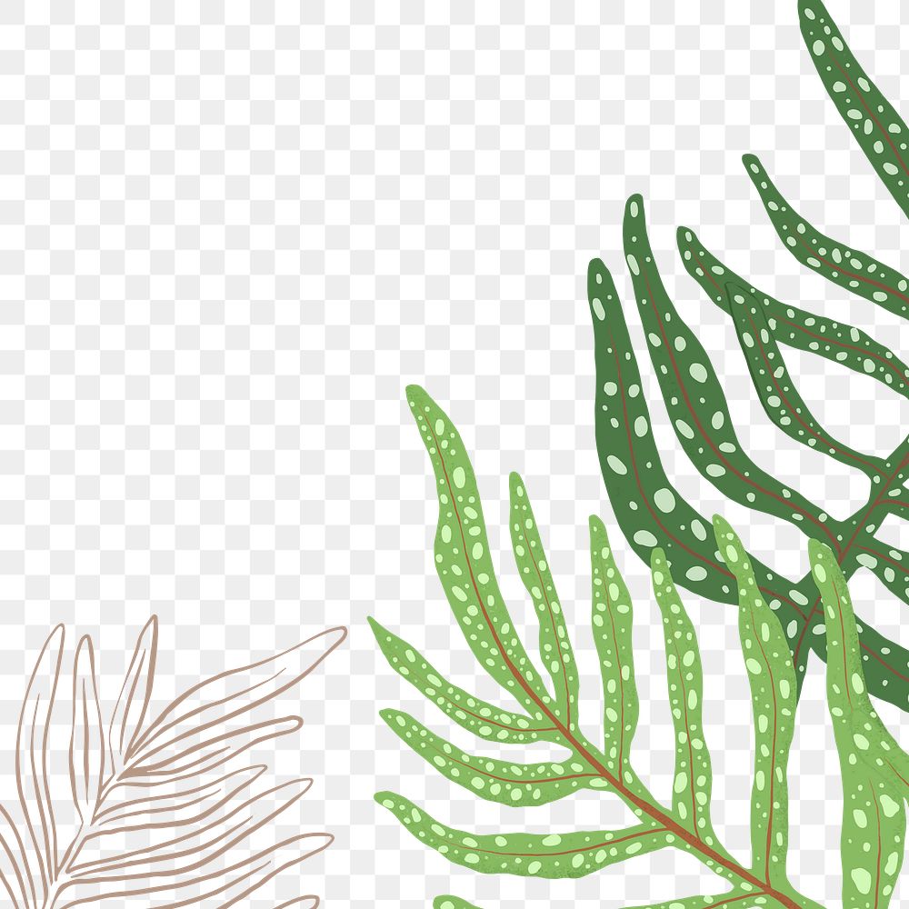 PNG plant fern sticker botanical illustration