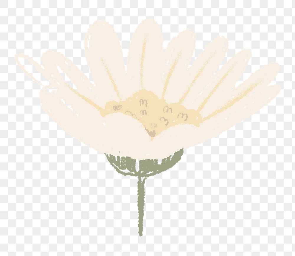 Daisy png flower sticker white illustration