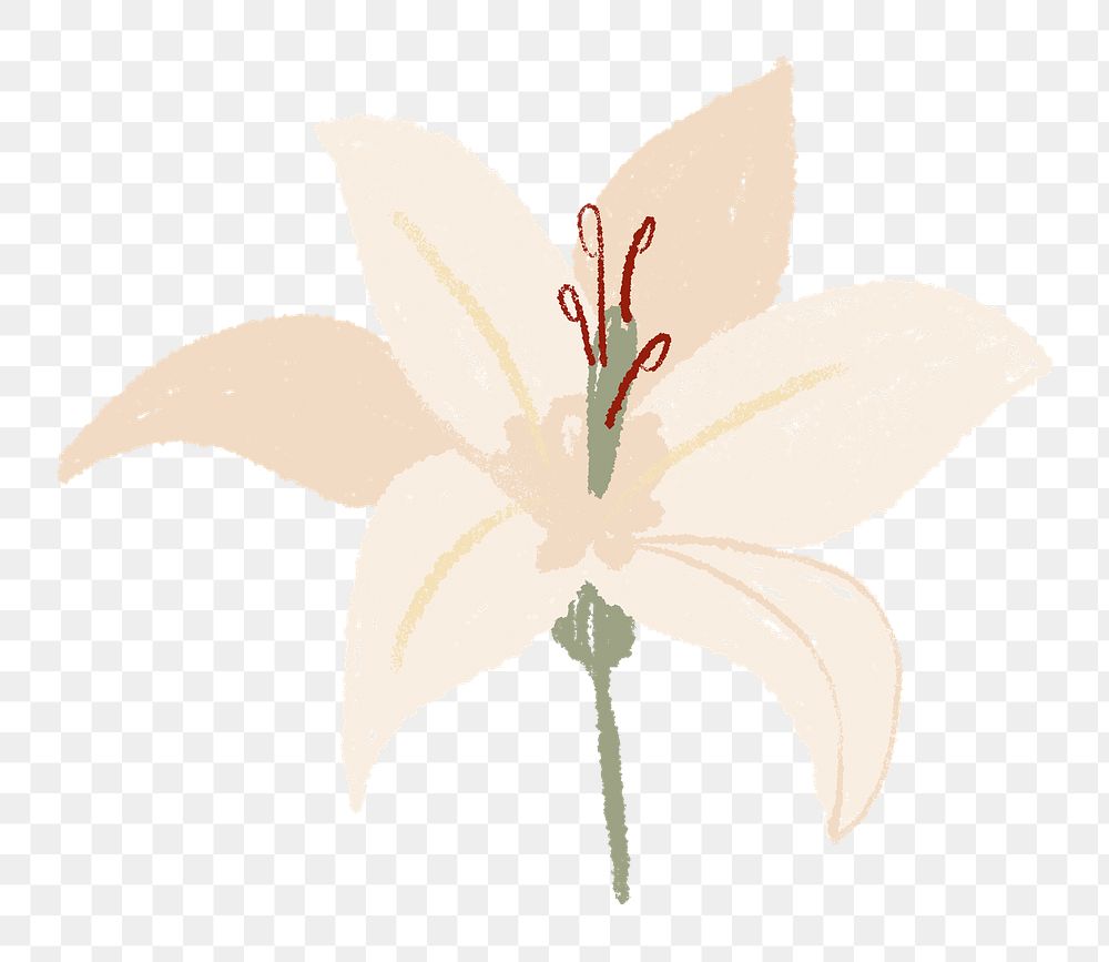 Lily png flower sticker white illustration