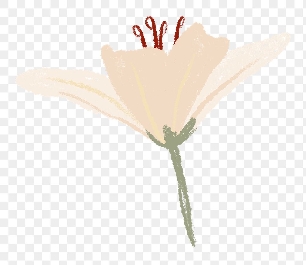 Lily png flower sticker white illustration