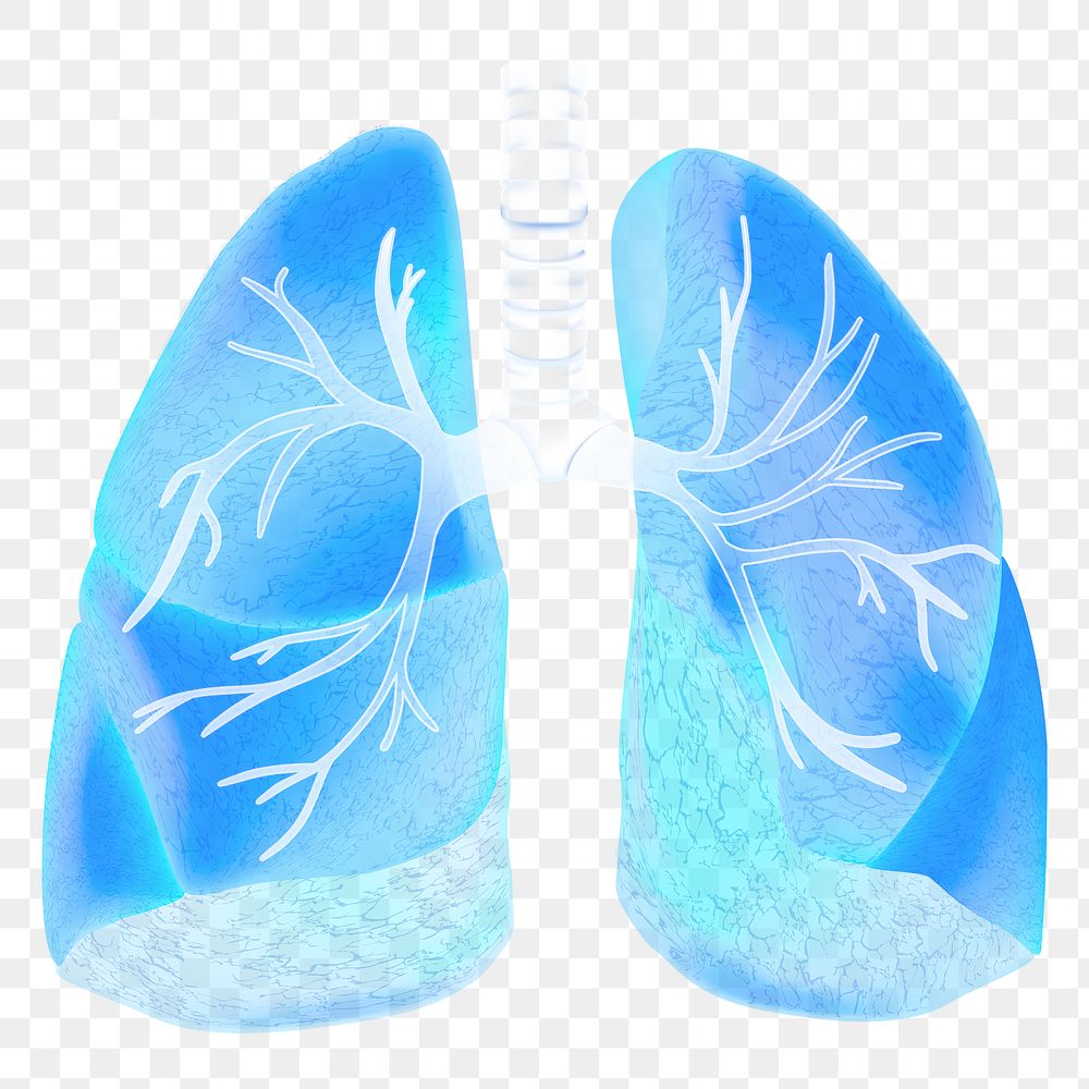 PNG blue human lungs medical illustration