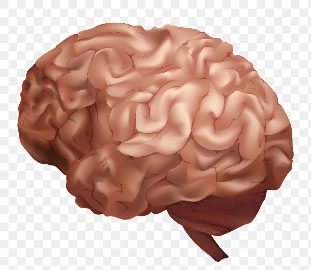 Png human brain illustration in brown