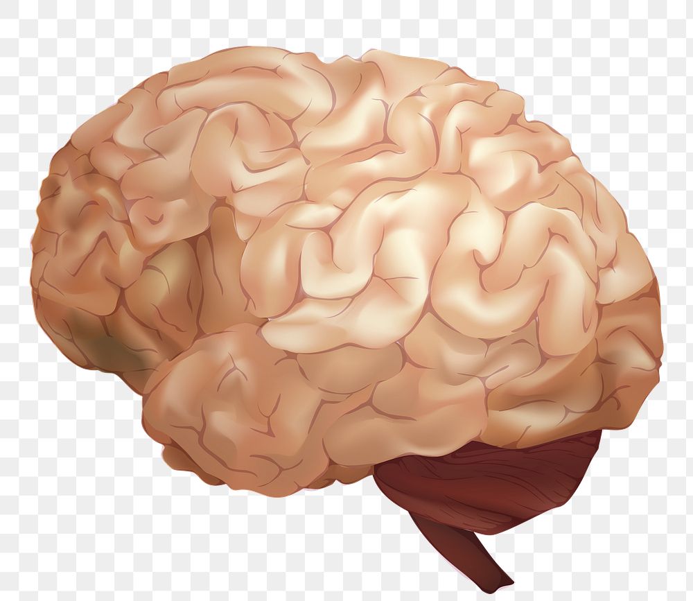 Png human brain illustration in brown