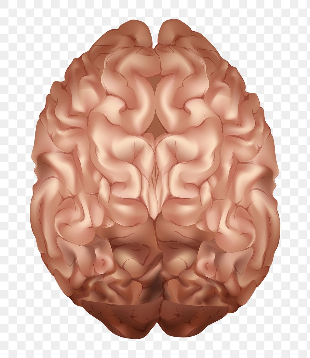 Png human brain illustration in brown