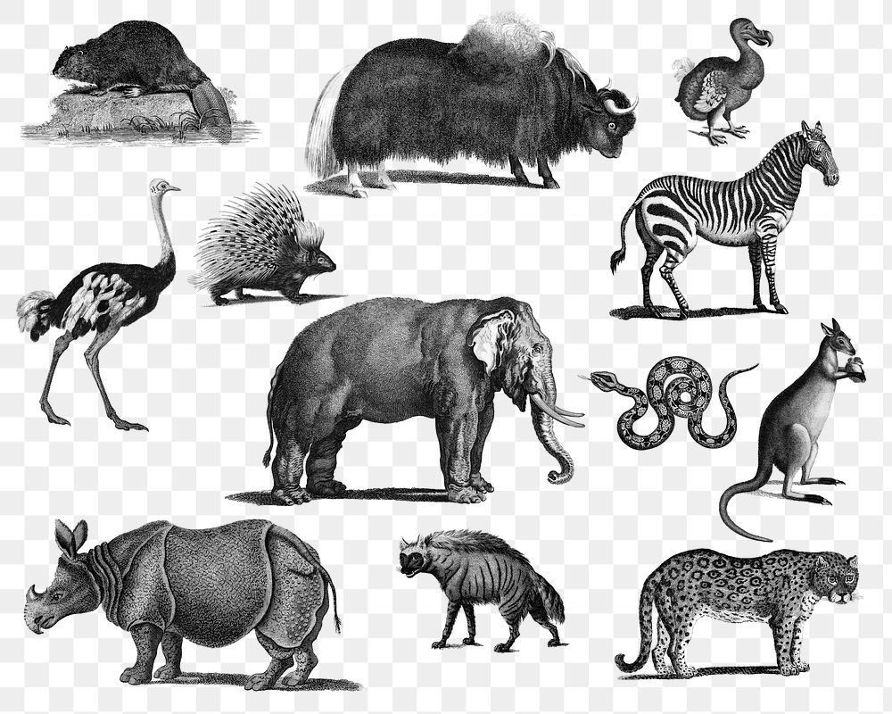 Hand drawn png wildlife bw, remix from artworks by Charles Dessalines D'orbigny