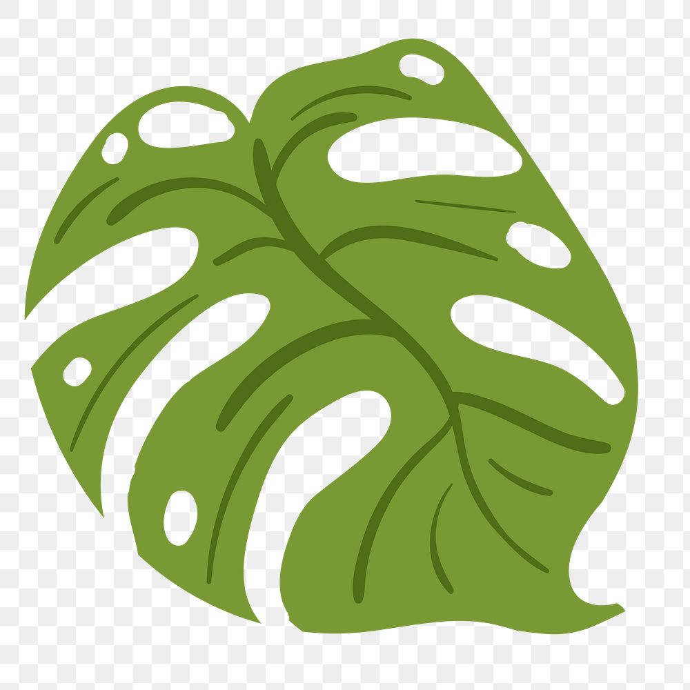 Green monstera leaf design element 