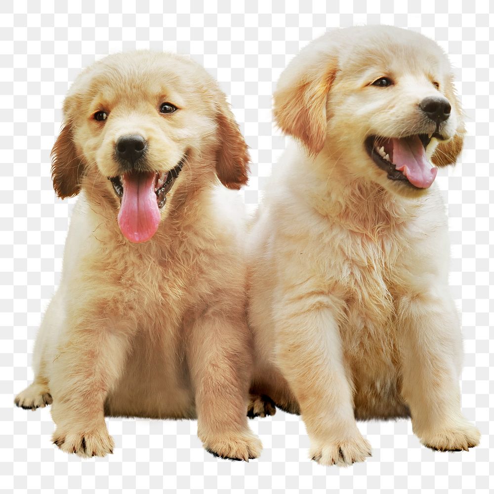 Cute puppies png sticker, Golden retriever sitting on transparent background