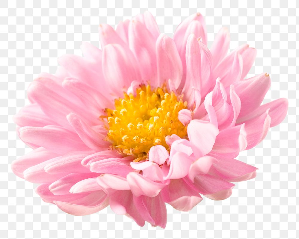 PNG pink chrysanthemum, flower sticker, transparent background